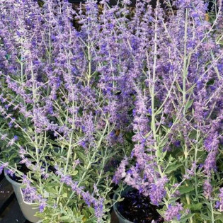 Perowskia Blue Spire Perovskia 2