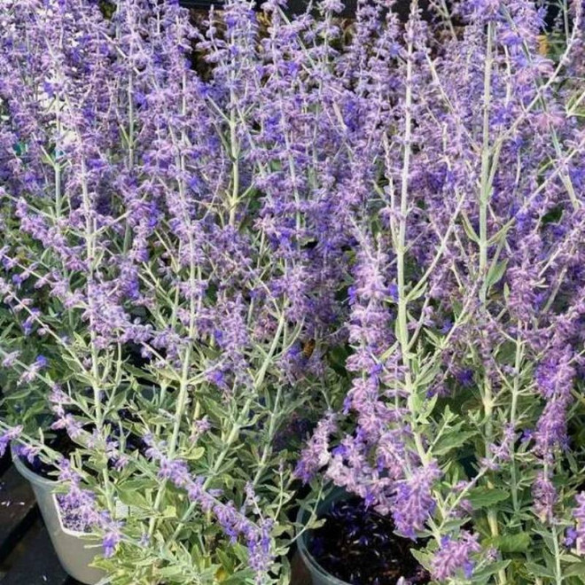 Perovskia Perowskia Blue Spire