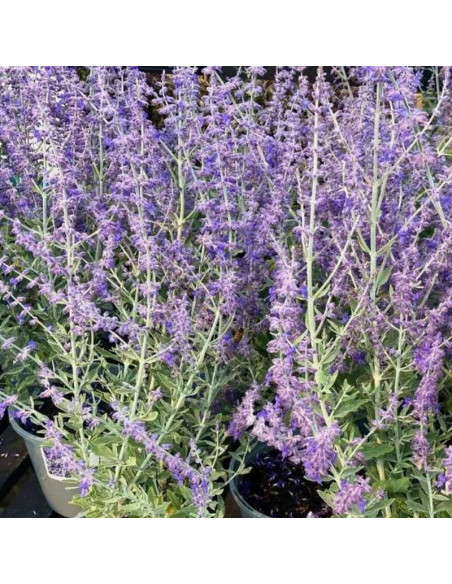 Perovskia Perowskia Blue Spire