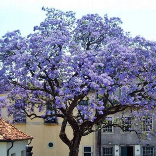Paulownia cesarska Paulownia tomentosa