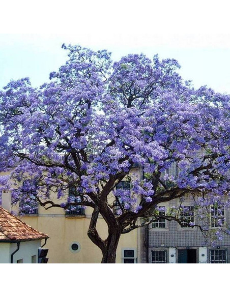 Paulownia cesarska Paulownia tomentosa
