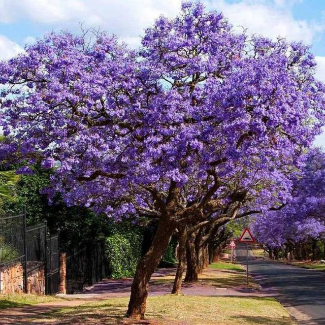 Paulownia cesarska Paulownia tomentosa