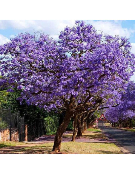 Paulownia cesarska Paulownia tomentosa