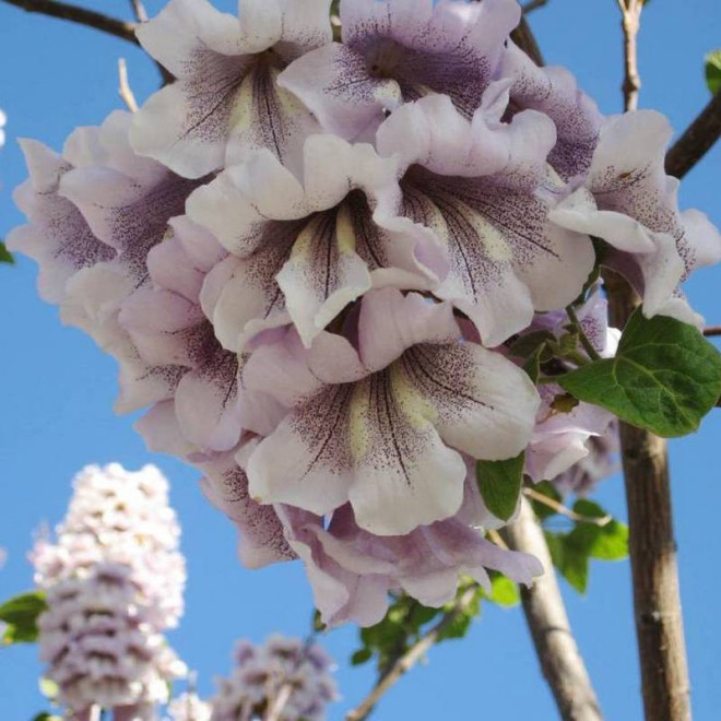 Paulownia tomentosa Paulownia cesarska