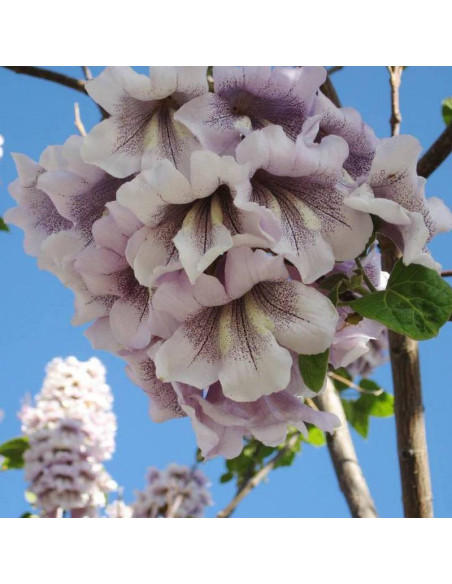 Paulownia tomentosa Paulownia cesarska