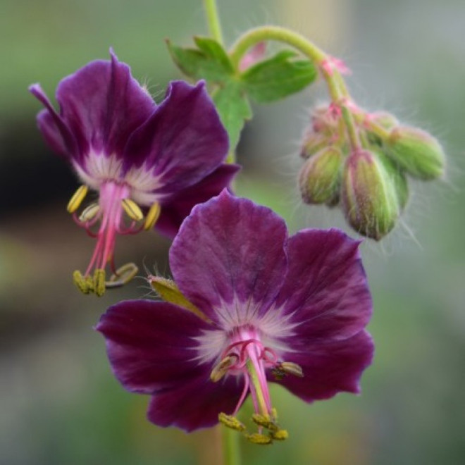 Bodziszek żałobny Samobor Geranium phaeum