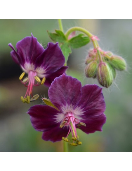 Bodziszek żałobny Samobor Geranium phaeum