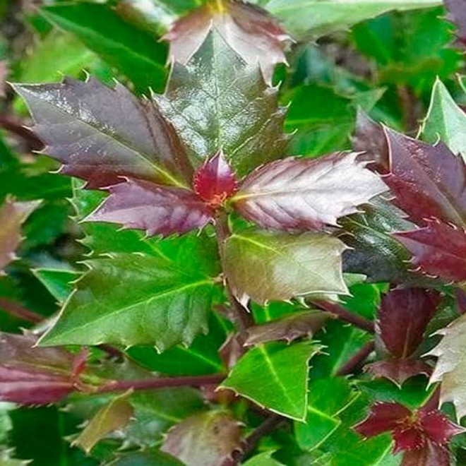 Ilex meserveae Ostrokrzew Meservy Heckenblau PBR