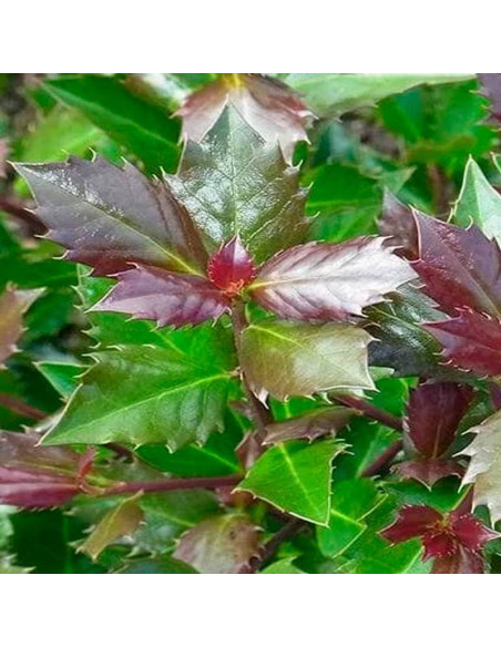 Ilex meserveae Ostrokrzew Meservy Heckenblau PBR