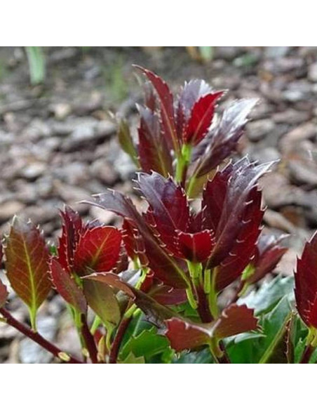 Ostrokrzew Meservy Heckenblau PBR Ilex meserveae