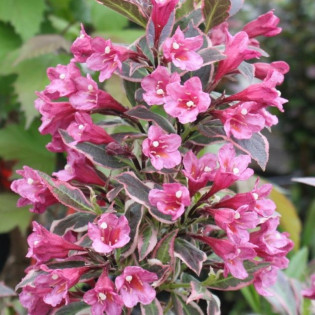 Weigela Monet Krzewuszka cudowna 2