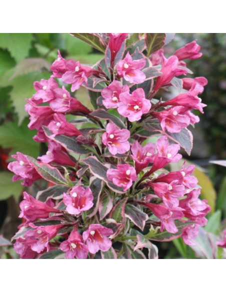 Monet Krzewuszka cudowna Weigela