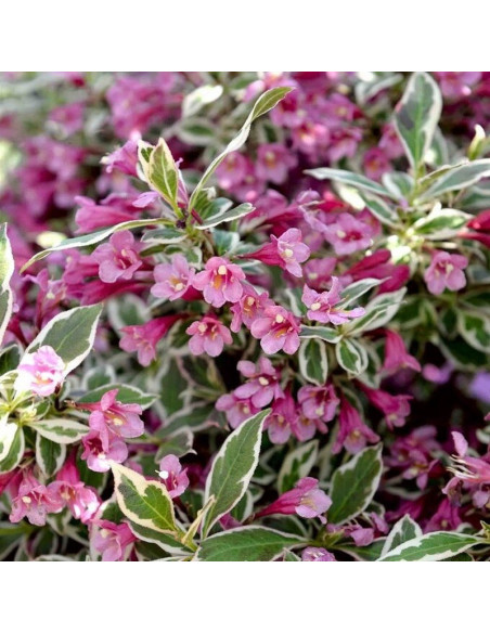 Weigela Monet Krzewuszka cudowna
