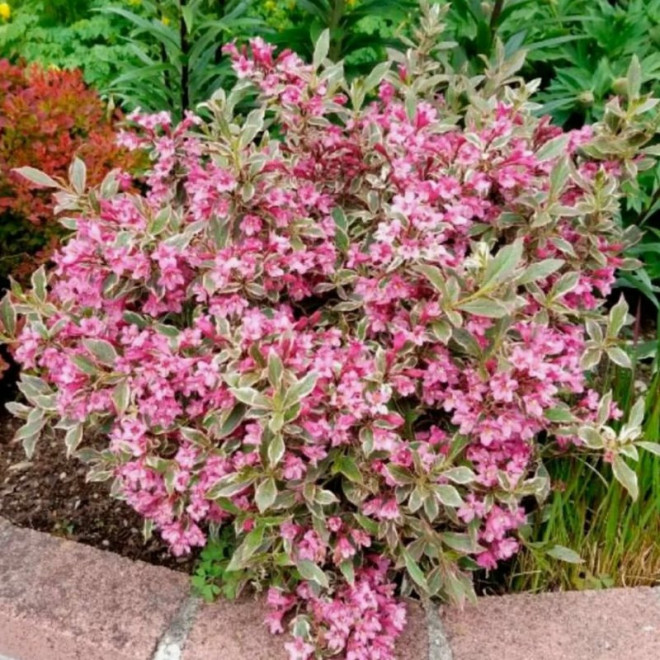Krzewuszka cudowna Monet Weigela