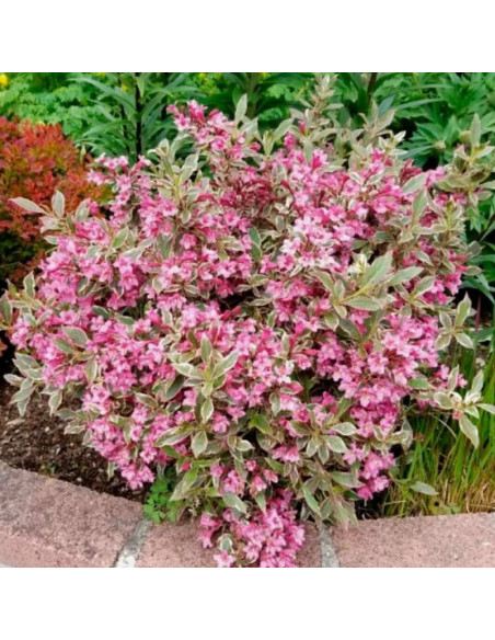 Krzewuszka cudowna Monet Weigela
