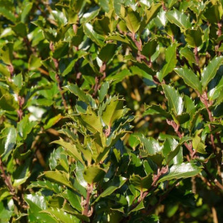 lex meserveae Ostrokrzew Meservy Blue Princess I