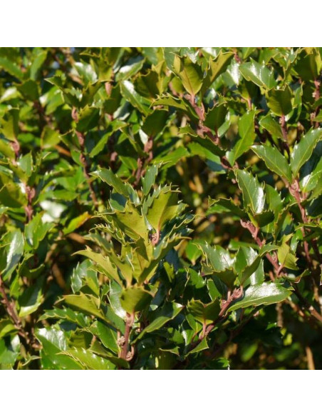 lex meserveae Ostrokrzew Meservy Blue Princess I