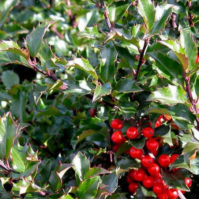 Ostrokrzew Meservy Blue Princess Ilex meserveae