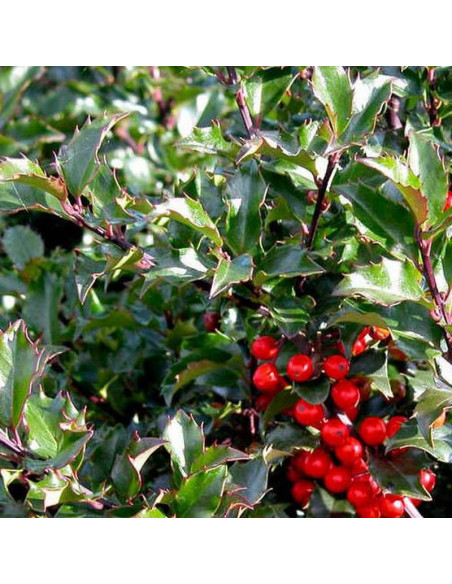 Ostrokrzew Meservy Blue Princess Ilex meserveae