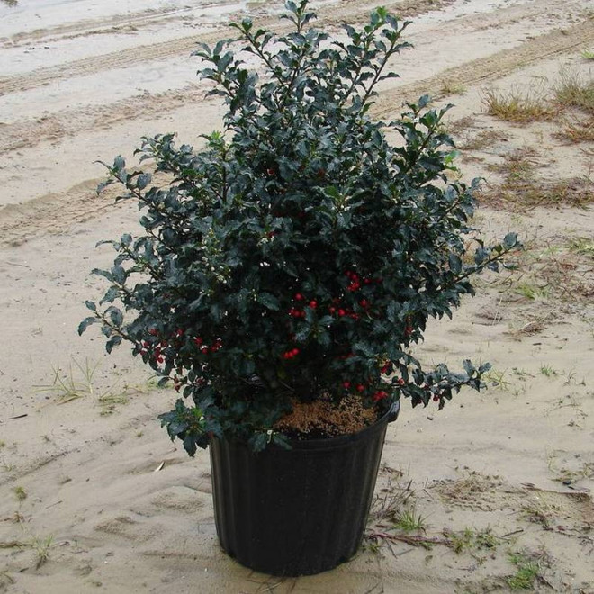 Ostrokrzew Meservy Ilex meserveae Blue Princess