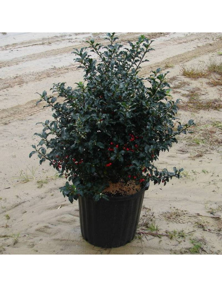 Ostrokrzew Meservy Ilex meserveae Blue Princess