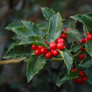 Ostrokrzew Meservy Blue Girl Ilex meserveae