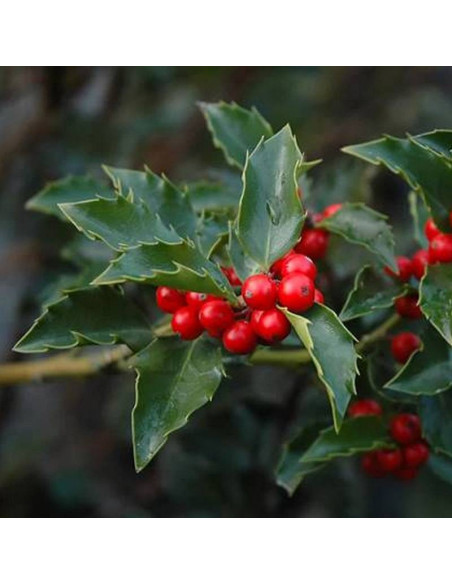 Ostrokrzew Meservy Blue Girl Ilex meserveae