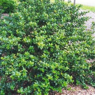 Ostrokrzew Meservy Blue Girl Ilex meserveae 2