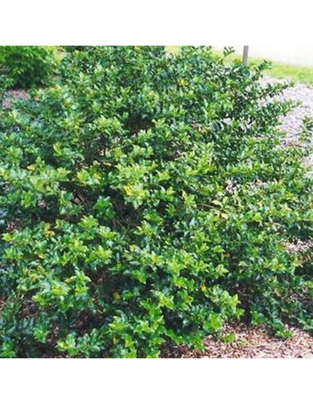 Ilex meserveae Ostrokrzew Meservy Blue Girl