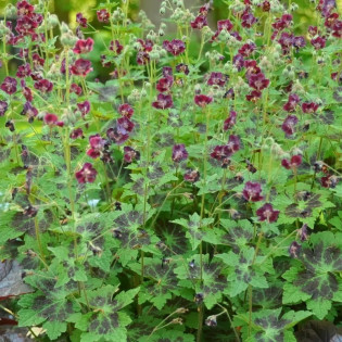 Bodziszek żałobny Samobor Geranium phaeum 2