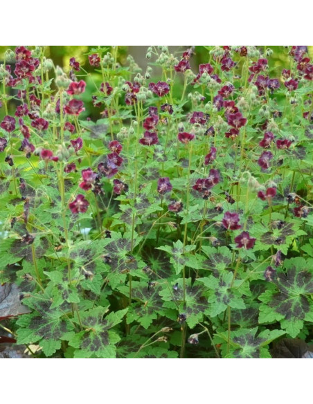 Geranium phaeum Bodziszek żałobny Samobor