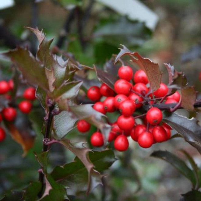 y Blue Girl Ilex meserveae Ostrokrzew Meserv