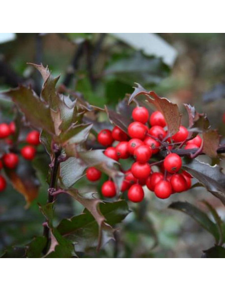 y Blue Girl Ilex meserveae Ostrokrzew Meserv