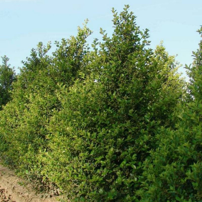 Ostrokrzew Meservy Ilex meserveae Blue Girl