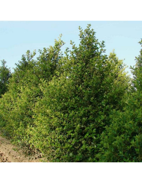 Ostrokrzew Meservy Ilex meserveae Blue Girl