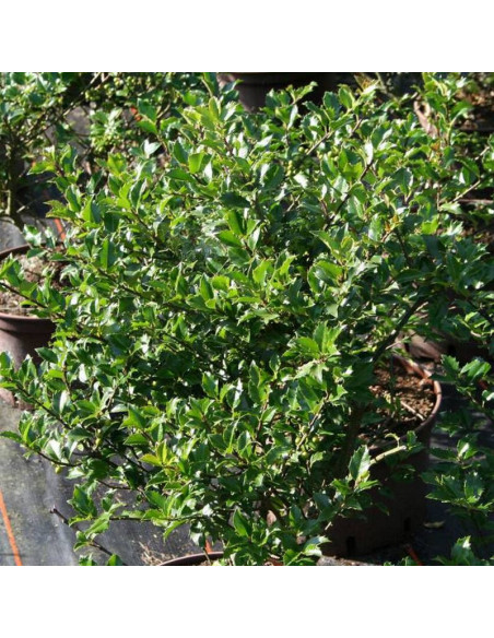 Ostrokrzew Meservy Blue Boy Ilex meserveae