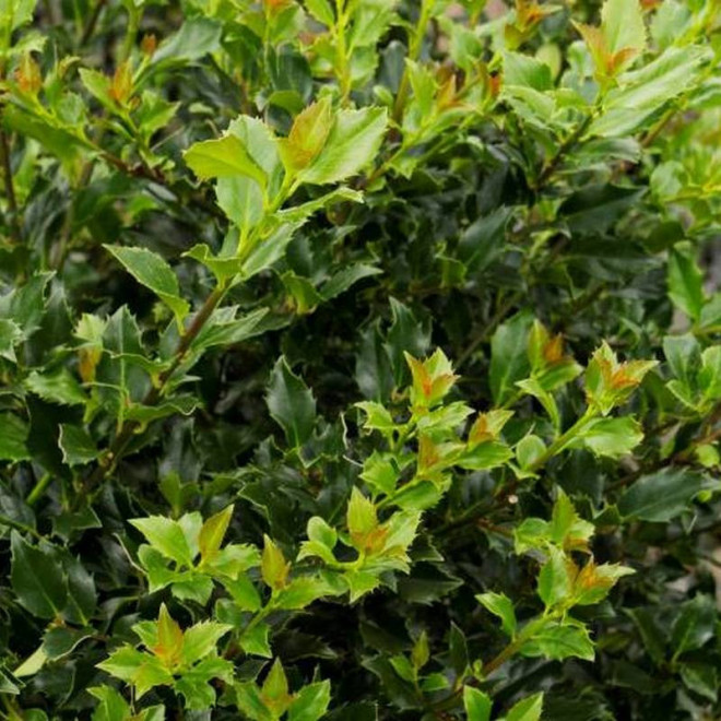 Ilex meserveae Ostrokrzew Meservy Blue Boy