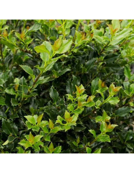 Ilex meserveae Ostrokrzew Meservy Blue Boy