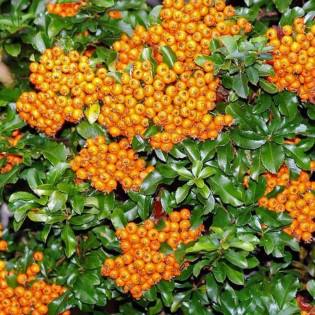 Ognik szkarłatny Teton Pyracantha coccinea 2