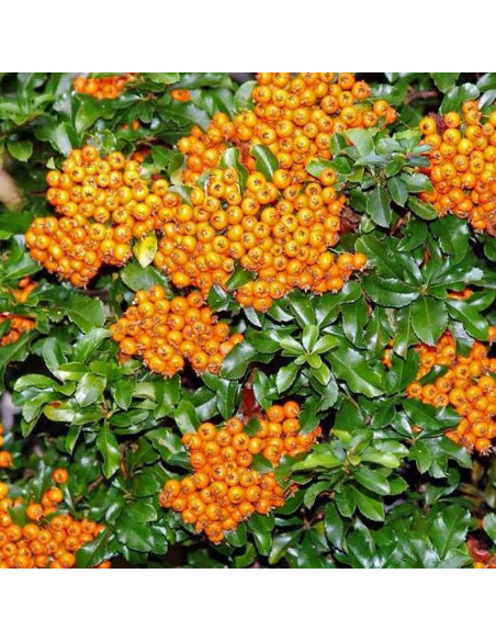Pyracantha coccinea Ognik szkarłatny Teton