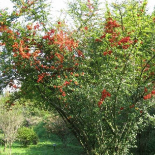 Ognik szkarłatny Teton Pyracantha coccinea