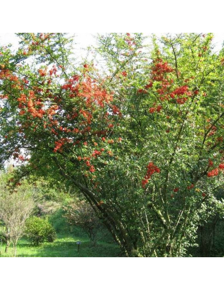 Ognik szkarłatny Teton Pyracantha coccinea