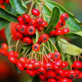Ognik szkarłatny Red Cushion Pyracantha coccinea