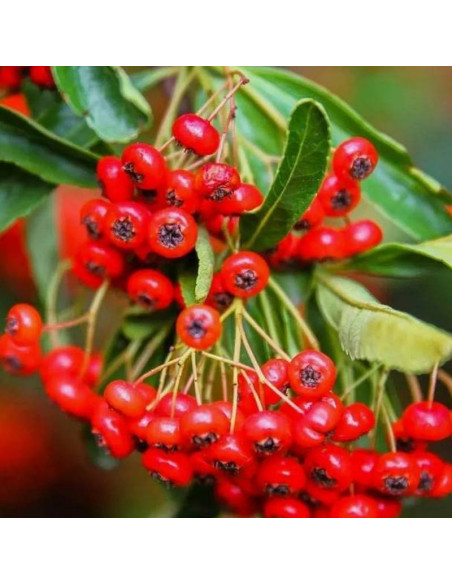 Ognik szkarłatny Red Cushion Pyracantha coccinea