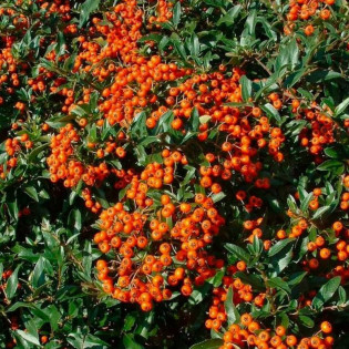 Ognik szkarłatny Red Cushion Pyracantha coccinea 2