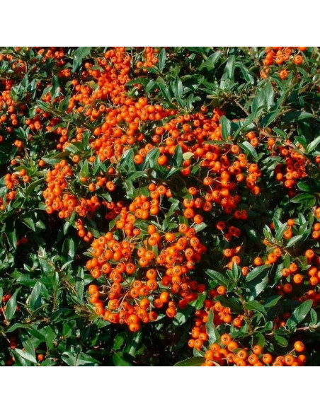 Pyracantha coccinea Ognik szkarłatny Red Cushion