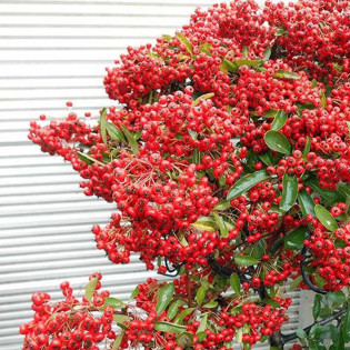 Ognik szkarłatny Red Column Pyracantha coccinea 2