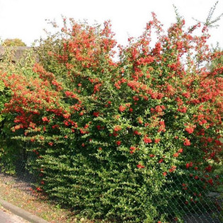 Ognik szkarłatny Red Column Pyracantha coccinea