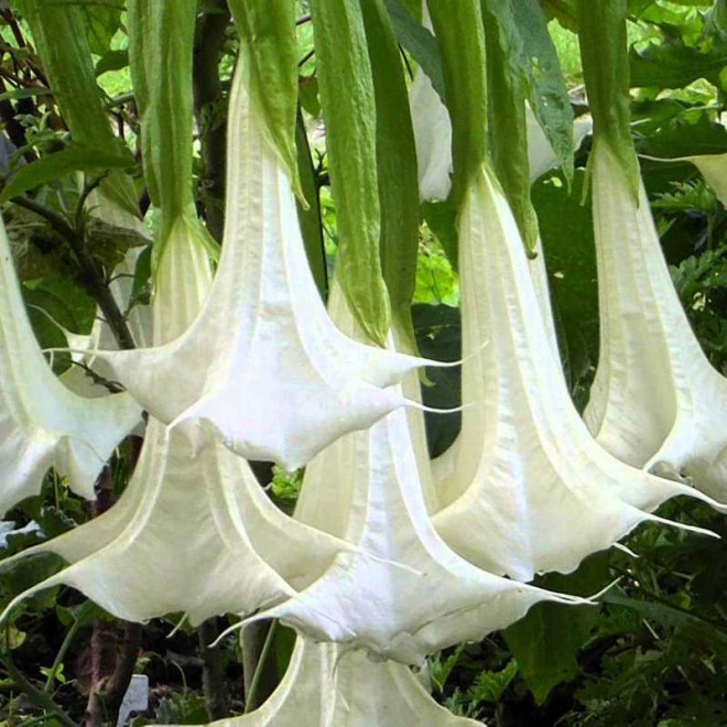 Brugmansja Bieluń drzewiasty Datura Arborea