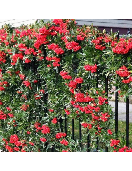 Red Column Pyracantha coccinea Ognik szkarłatny
